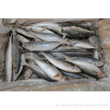 Caballo congelado Mackerel Fish BQF 16-25cm 10 kg de cartón